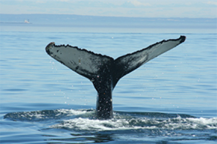 Baleine